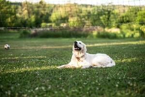 Golden Retriever puppy lies on a field of green grass in summer at sunset photo