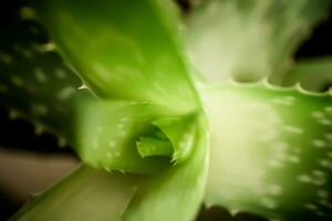 aloe vera plant, with its intricate spiral pattern and sharp, thorn-like leaves photo