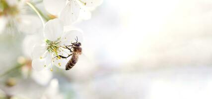 Honey bee collecting pollen from a cherry blossom. Copy space photo