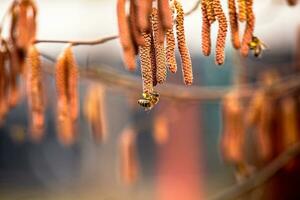 Hazelnut earrings on a tree in early spring close-up photo