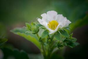 large flower of strawberry blooms. Late strawberries on the garden. photo