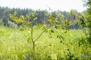 Ripe cherries on the branches of a tree in the field photo