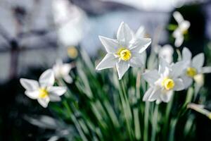 White daffodils on a green meadow in the spring photo