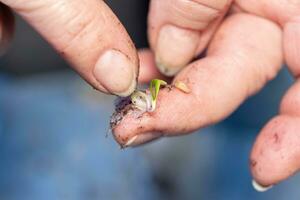 Farmer taking sprouted seeds from toilet paper after germination photo