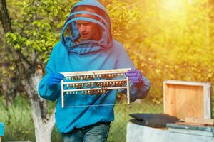 beekeeper is holding plate with queen cells. Beekeeping queen cell for larvae of queen bees. beekeeper in apiary with frame with sealed queen bees, ready to go out for breeding bee queens. photo