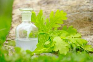 Oak and tincture of oak in a white bottle with a cork on the grass. A medicine bottle next to the oak leaves. Medical preparations from plants. Harvesting Medicinal Plants. photo