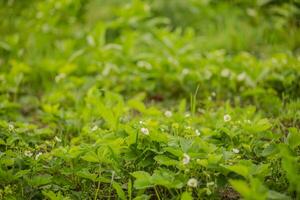 Strawberry beds with small white flowers. Non-varietal berries. Degenerate strawberry bushes growing wild in the garden in the village. photo