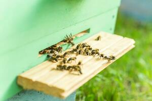 abejas a antiguo colmena entrada. abejas volviendo desde miel colección a amarillo colmena. abejas a entrada. abeja colonia guardias colmena desde saqueo gotas de miel. abejas regreso a Colmena después flujo de miel. Copiar espacio foto