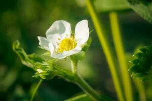 Strawberry flowers. Blooming strawberries. Beautiful white strawberry flowers in green grass. Meadow with strawberry flowers. Nature strawberry flower in spring. Strawberries flowers in meadow. photo