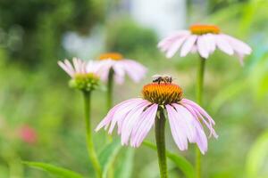 Bee close-up on a flower of echinacea, coneflowers. The bee collects the nectar from the flower of Echinacea purpurea. photo