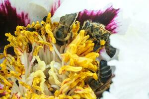 White peony flower close up detail. Honey bee with a curd on the stained peon stamens. Bees collect pollen from Paeonia suffruticosa, tree peony or paeony flower. many bees inside the flower. photo