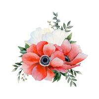 Red and white anemone flowers bouquet with eucalyptus and grass watercolor vector floral illustration. Field poppy