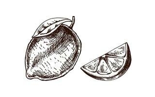 Hand-drawn sketches of lemon, lime and lemon slice. Vintage lime or lemon fruit. Vector black ink outline food sketch illustration of juicy lime with leaf for fresh drinks.