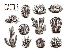 Vector hand drawn sketches of cacti and succulent plants. Vintage illustration of Mexican plants. Elements for the design of labels. Monochrome drawing.