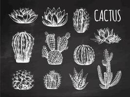 Vector hand drawn sketches of cacti and succulent plants on chalkboard background. Vintage illustration of Mexican plants. Elements for the design of labels. Monochrome drawing.