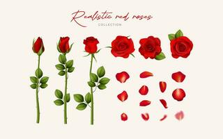 A realistic vector collection of red roses and petals, isolated on white. Perfect for romantic occasions like weddings and anniversaries. Detailed illustration for cards and decorations. Not AI.