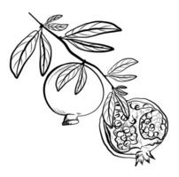 ripe pomegranates on a tree branch sketch vector