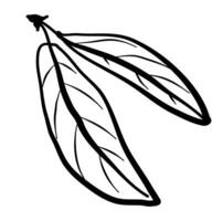 leaves of the pomegranate tree hand drawing vector