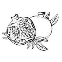 fruits of ripe pomegranate with leaves sketch vector