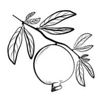 a hand-drawn sketch of a pomegranate fruit on a branch with foliage vector