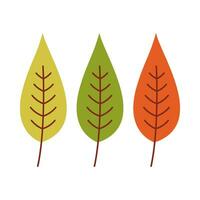 Leaf flat illustration on isolated background vector