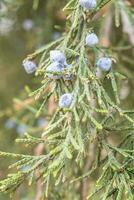 Photo of Green Juniper natural medicine and spice