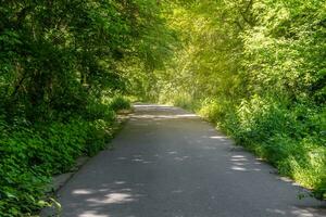 Background landscape with a path in the park in spring or summer with trees and a lawn for a walk photo