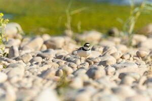 Bird in the wild with beautiful stone background outdoors ornithology theme. photo