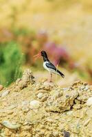 Background with a beautiful bird in the wild. photo