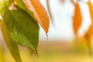 Natural screensaver and background with autumn theme and seasonal colors landscape photo