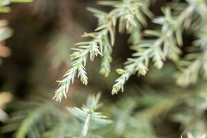 Photo of Green Juniper natural medicine and spice