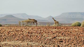 Damaraland scenery with giraffes and mountain range in a distance. photo