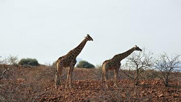 Giraffes in the vast desert of Damaraland near Palmwag photo