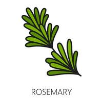 Rosemary spicy herb twig branch outline icon vector