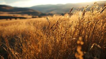 ai generado dorado abrazo de el cosecha campos a puesta de sol foto
