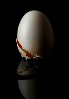 fresh broken egg with yolk sticking out on black background photo