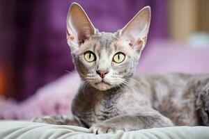 ai generado devon rex corto pelo gato raza conocido para sus alto orejas y sphynx Mira foto