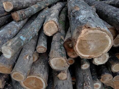 teca madera registros edificio y mueble material. foto