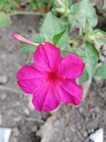 mirabilis jalapa flor. hermosa rosado floral decoración. foto