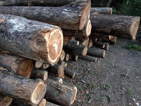 teca madera registros edificio y mueble material. foto