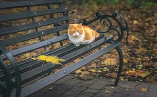 ai generado rojo gato en un otoño parque en un banco foto