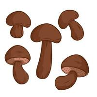 mushroom hand drawn illustration design. perfect for fall design elements vector