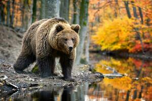 Brown bear on branch in autumn forest. Animal in nature habitat. Wildlife scene photo