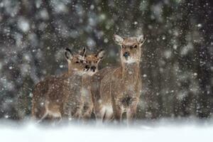 Roe deers in the winter forest with snowfall. Animal in natural habitat photo