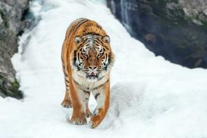 Tiger in the winter mountain.  Wild predators in natural environment photo