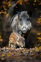 Cute swine sus scrofa family in dark forest. Wild boar mother and baby on background natural environment photo