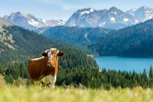 Brown cow on pasture in mountains. Mountain and lake background photo