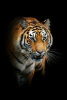 cerca adulto Tigre retrato. animal en oscuro antecedentes foto
