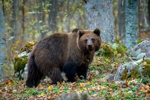 Brown bear in autumn forest. Animal in nature habitat photo