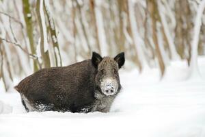 Wild boar in winter forest. Animal in nature habitat. Big mammal. Wildlife scene photo